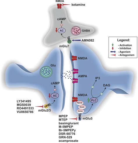 Schematic Representation Of Potential Sites Of Antidepressant Like