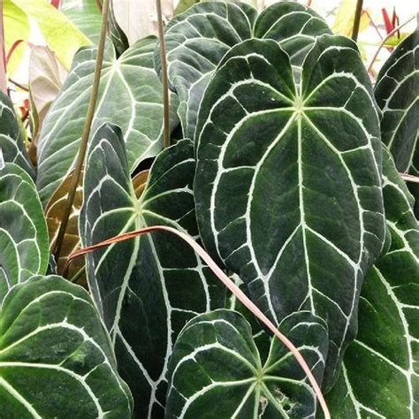 Crystal Anthurium Anthurium Crystallinum In The Anthuriums Database