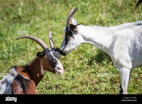 Tauernsheck Goat Hi Res Stock Photography And Images Alamy