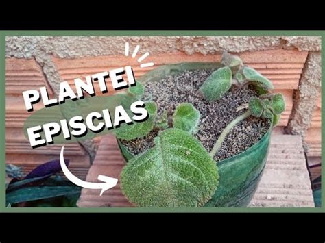 Como Cultivar TAPETE DE RAINHA EPISCIAS Ganhei Uma Mudinha Linda