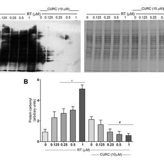 Protective Effect Of Curcumin On Rotenone Induced Protein Carbonylation