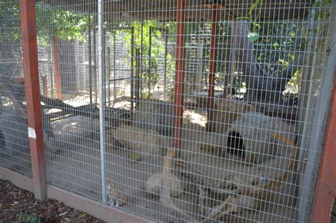 Fennec Fox Enclosure For Home