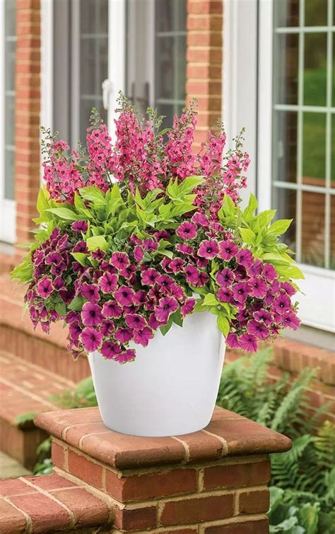 Annual Flowers For Pots In Full Sun