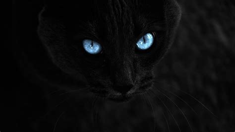 Aesthetic Black Cat Wallpapers Top Free Aesthetic Black Cat