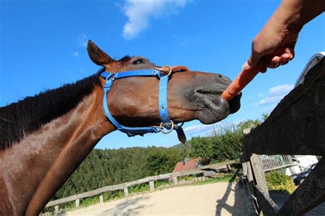 Frutas Y Verduras Que Puede Comer Un Caballo Equusline