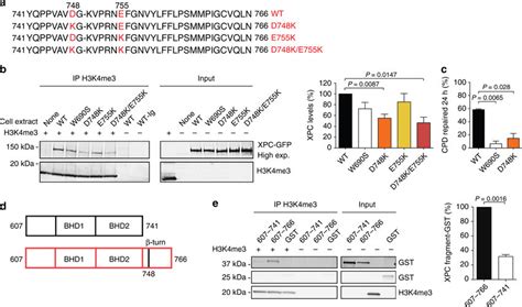 Histone Interacting Domain In Human Xpc Protein A Sequence Of The