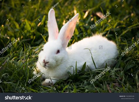 New Zealand White Rabbit When They Stock Photo 1023905539 Shutterstock