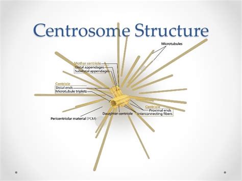 Centrosome