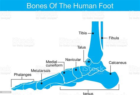 Tulang Kaki Manusia Ilustrasi Stok - Unduh Gambar Sekarang - Diagram ...