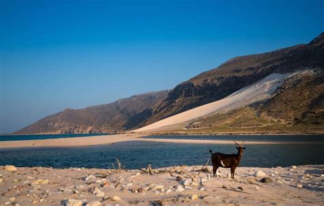 Circuit în Socotra Insula Fericirii 2025 Dcr Adventures