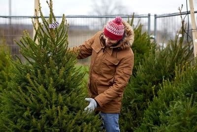 Kunstkerstboom Of Echte Kerstboom Tuincentrum Graka