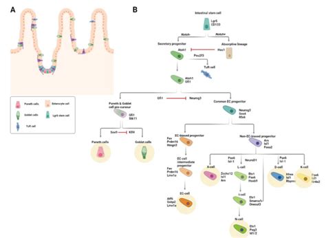 Figure Intestinal Enteroendocrine Lineage Specification A