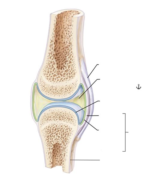 Synovial joint DIAGRAM Diagram | Quizlet