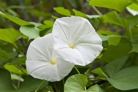 Moonflower Plant Indoor Grow And Care Guide