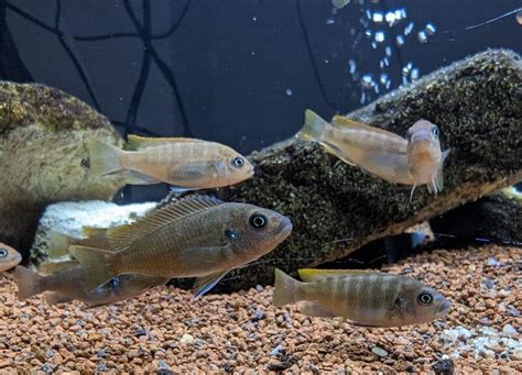 Lobidochromis Hongi Cichlidés Africain du lac Malawi 1poisson