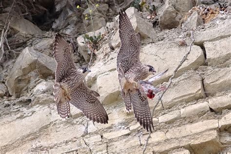 Juvenile Peregrines Vale Of Glamorgan Thank You For Looki Della Lack Flickr