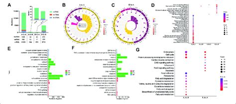 Functional Annotation And Signaling Pathway Enrichment Of Genes Download Scientific Diagram