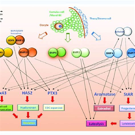 Schematic Diagram Summarizing Functional Roles Of Bmps And Gdf9 In The Download Scientific