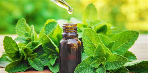 Aceite De Menta Usos Beneficios Y Propiedades Blog Druni