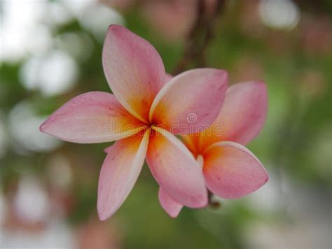 Floración De Las Flores Del Frangipani Frangipani Rosado Plumeria