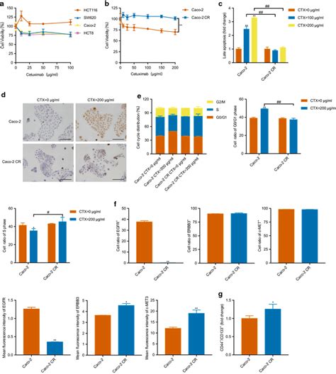 Phenotypic Characteristics Of Caco And Caco Cr Cells A The