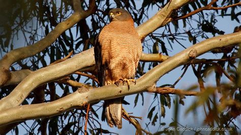 Brown Goshawk - John Caddick | John Caddick