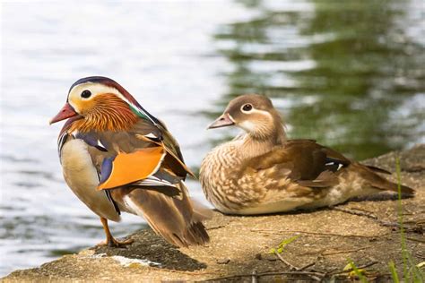 Male vs. Female Ducks (8 Main Differences) - Bird Helpful