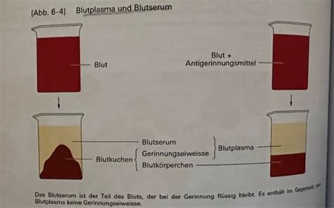 Blut System Und Herzkreislaufsystem Karteikarten Quizlet