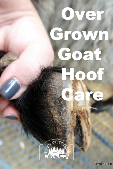 Overgrown Goat Hoof Care Steps to Take - Timber Creek Farm