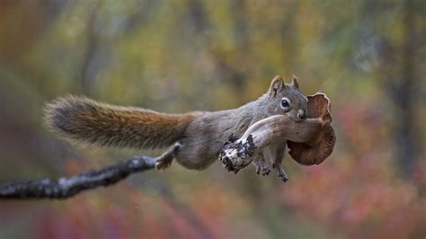 Bing Hd Wallpaper A Real Fun Guyer Squirrel Bing Wallpaper Gallery