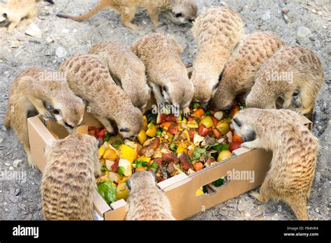 Meerkats Eating Hi Res Stock Photography And Images Alamy