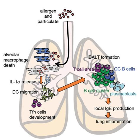 Inhaled Fine Particles Induce Alveolar Macrophage Death And Interleukin