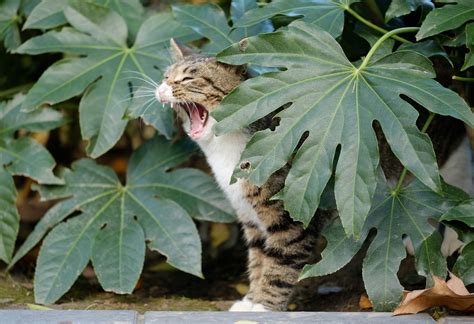 How To Stop Kitten From Nursing On Sibling ? - 2026