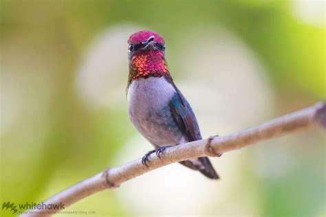 Hummingbirds of the Caribbean | Whitehawk Birding Blog