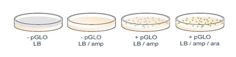 Bacterial Transformation Lab