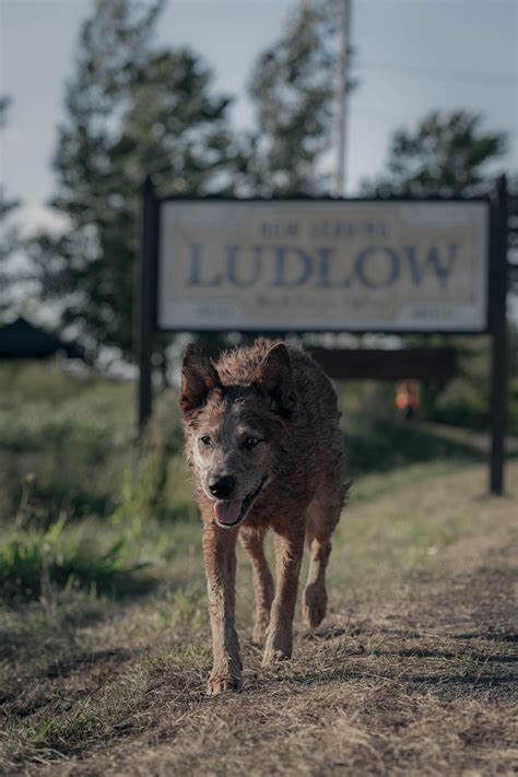 Pet Sematary A Pet Isn T Just For Life 7