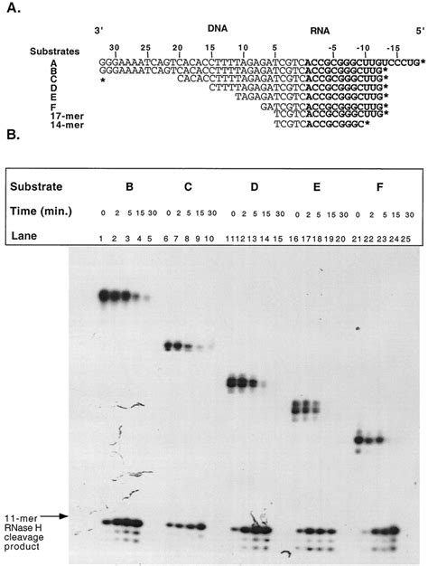 Rnase H Cleavage Analysis Of Truncated Dna Substrates A The