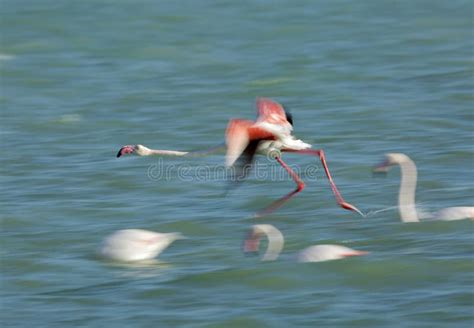 Greater Flamingos Running To Fly Stock Photo Image Of Beautiful