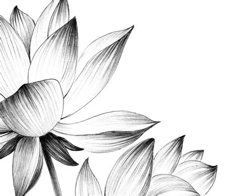 Lotus Sketch Botanical Print Digital File JPEG Hygge Art Etsy