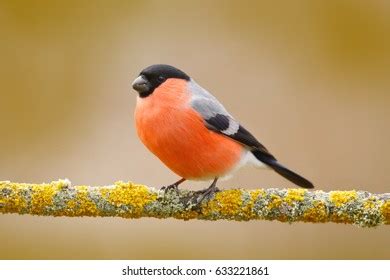 Male Bullfinch Red Songbird Sitting On Stock Photo Shutterstock