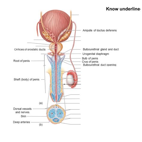 Anatomy Lab 2 Male Reproductive Diagram Quizlet