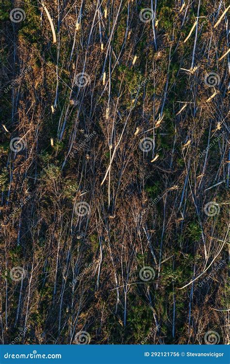 Aerial Shot Of Devastated Forest Landscape After Supercell Storm In Summer Drone Pov Shot Of