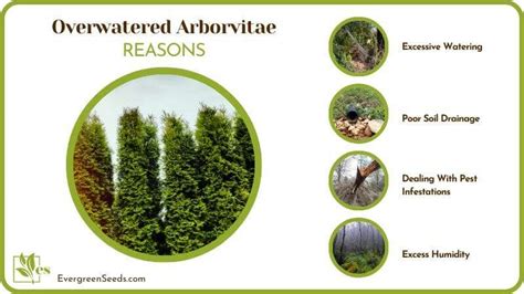 Overwatered Arborvitae Comprehensive Steps For Restoration