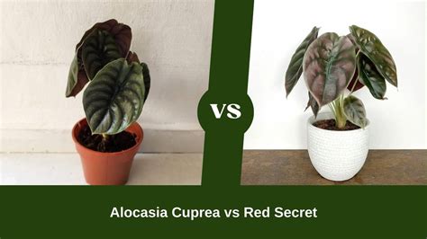 Alocasia Cuprea Vs Red Secret The Perfect Plants For Indoor Gardens