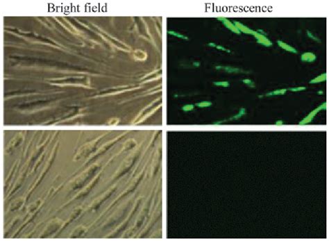 Figure 1 From Novel Hydroxybutyl Chitosan Nanoparticles For Sirna