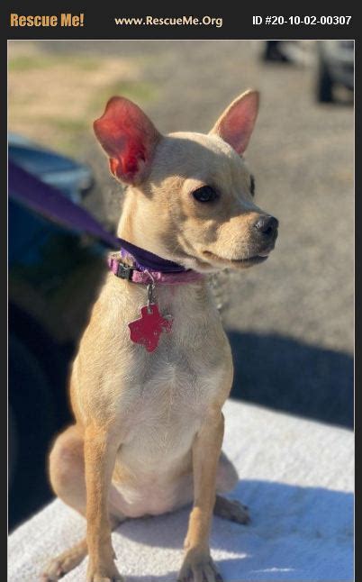 Adopt 20100200307 Chihuahua Rescue Seattle Wa