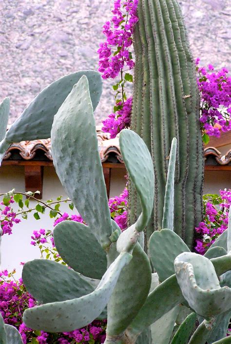 Garden Dancing The Amazing World Of Succulents