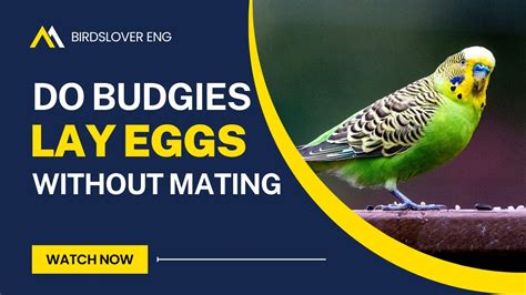 Do Budgies Lay Eggs Without Mating Full Detail Video YouTube