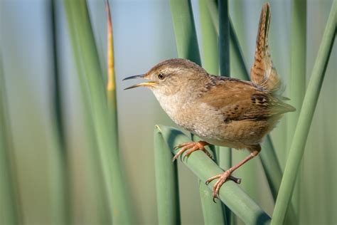 Marsh Wren (wrens) - Charismatic Planet