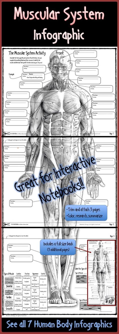 Muscular System For Grade 6